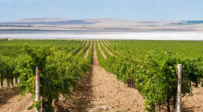 How to Plan Your First Wine Trip: An Itinerary for Those Who Want It All