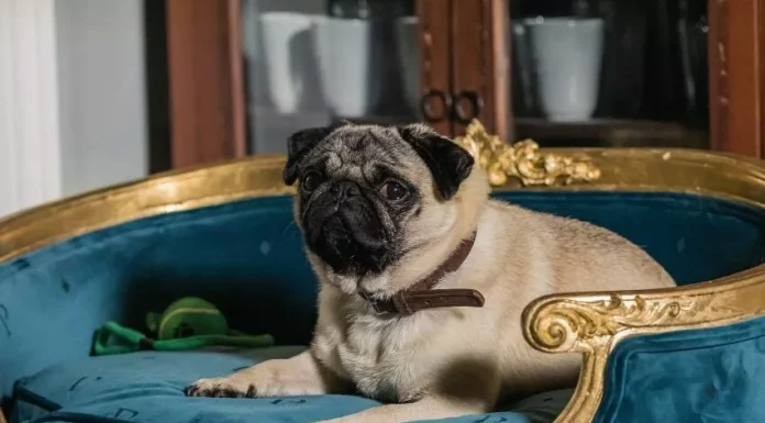 Bagel, Puffy, and Loaf: Iconic Pugs of Cinema